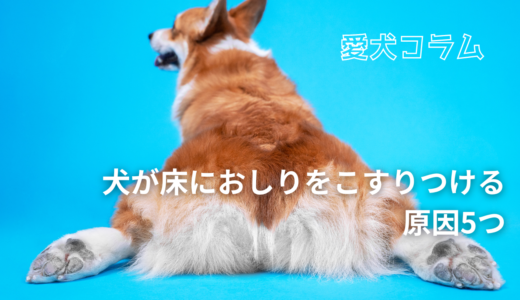 犬が床におしりをこすりつける原因5つ